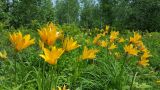 Hemerocallis middendorffii