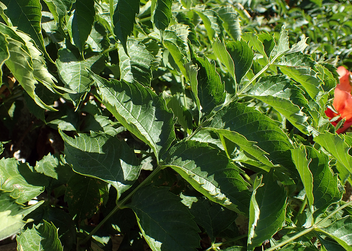 Image of Campsis grandiflora specimen.