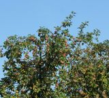 Malus domestica