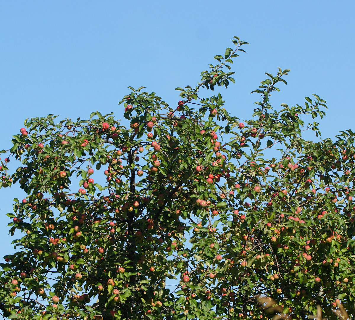 Изображение особи Malus domestica.