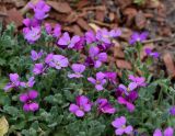 Aubrieta &times; cultorum