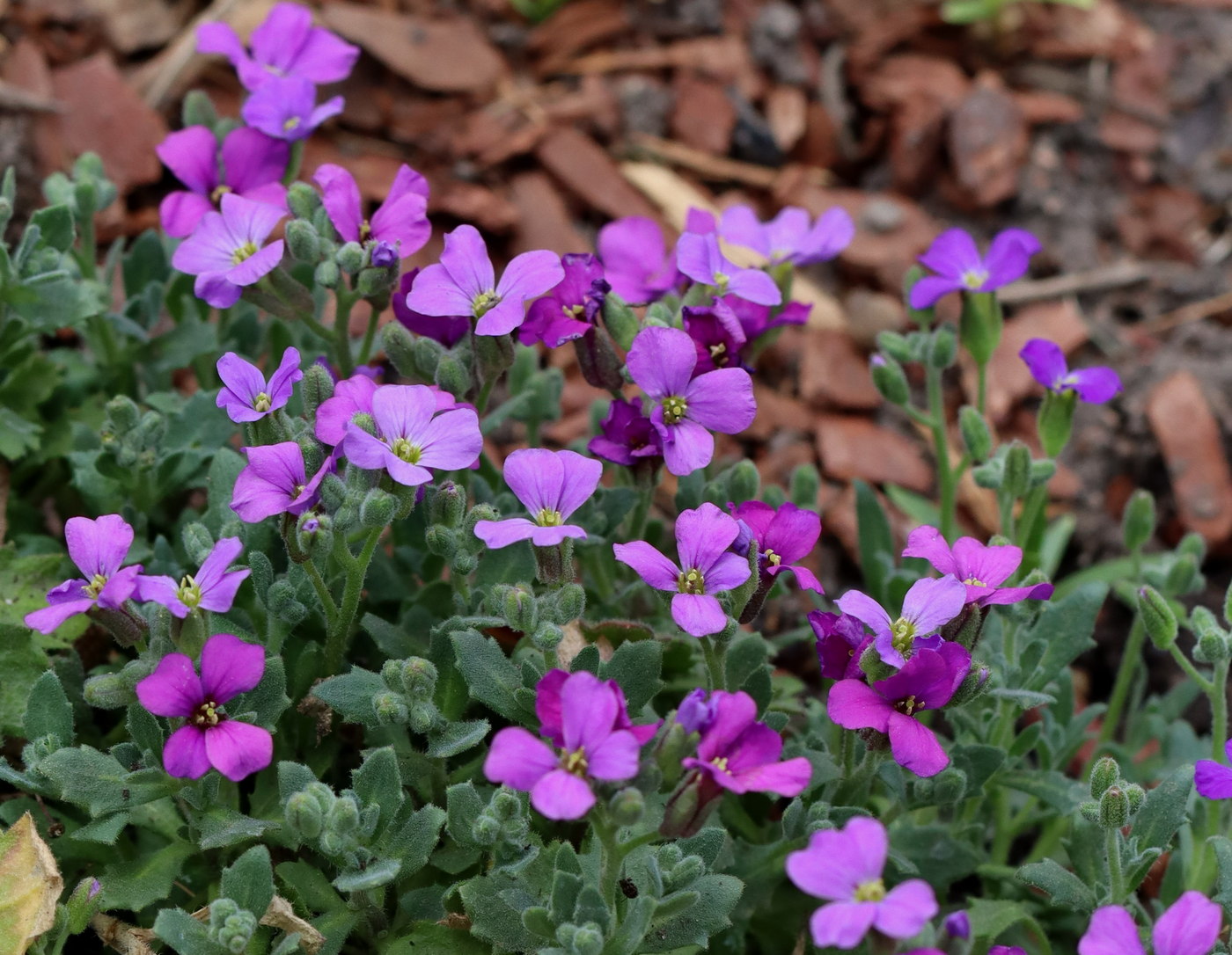 Image of Aubrieta × cultorum specimen.