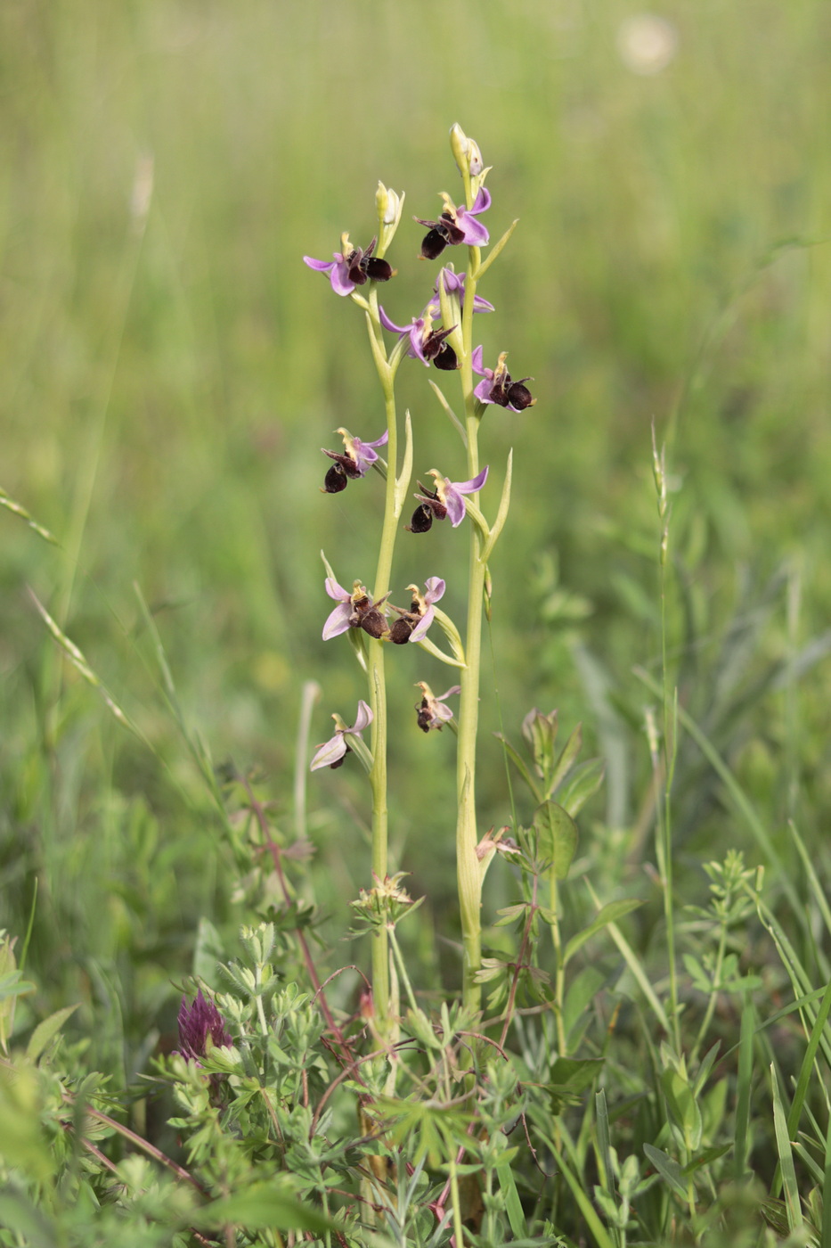 Изображение особи Ophrys oestrifera.