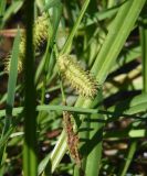 Carex vesicaria. Верхушка побега с соцветиями. Калужская обл., Боровский р-н, берег ручья Межиха ниже истока, травяное болото. 7 июня 2022 г.