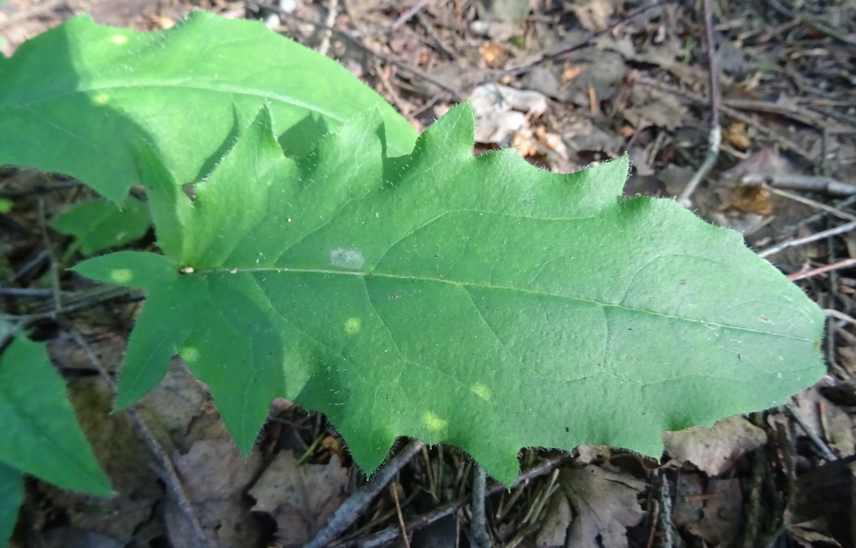 Image of genus Hieracium specimen.