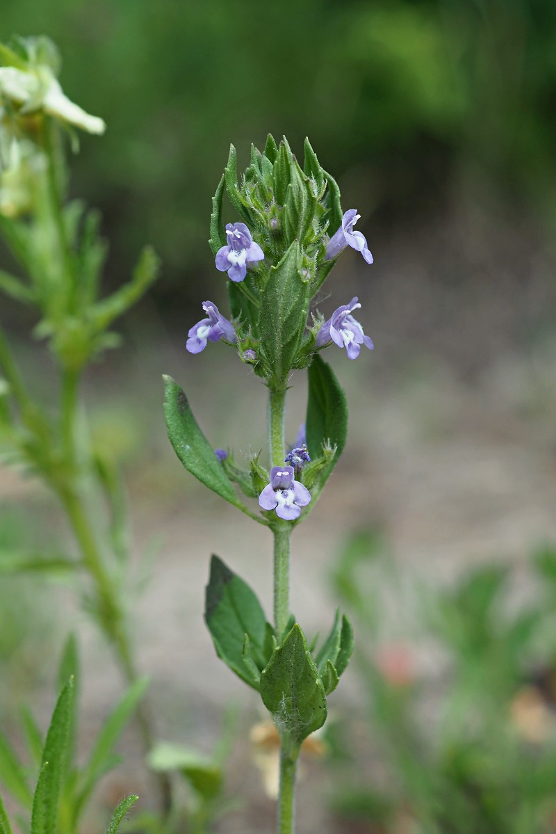 Image of Ziziphora acinos specimen.