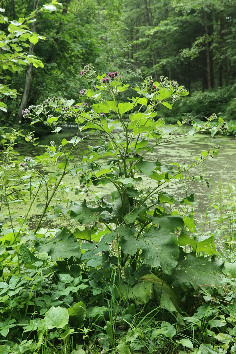 Image of Arctium &times; ambiguum specimen.