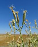 Silene odoratissima