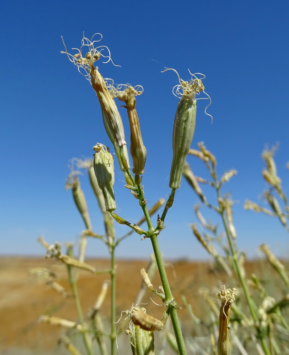 Изображение особи Silene odoratissima.