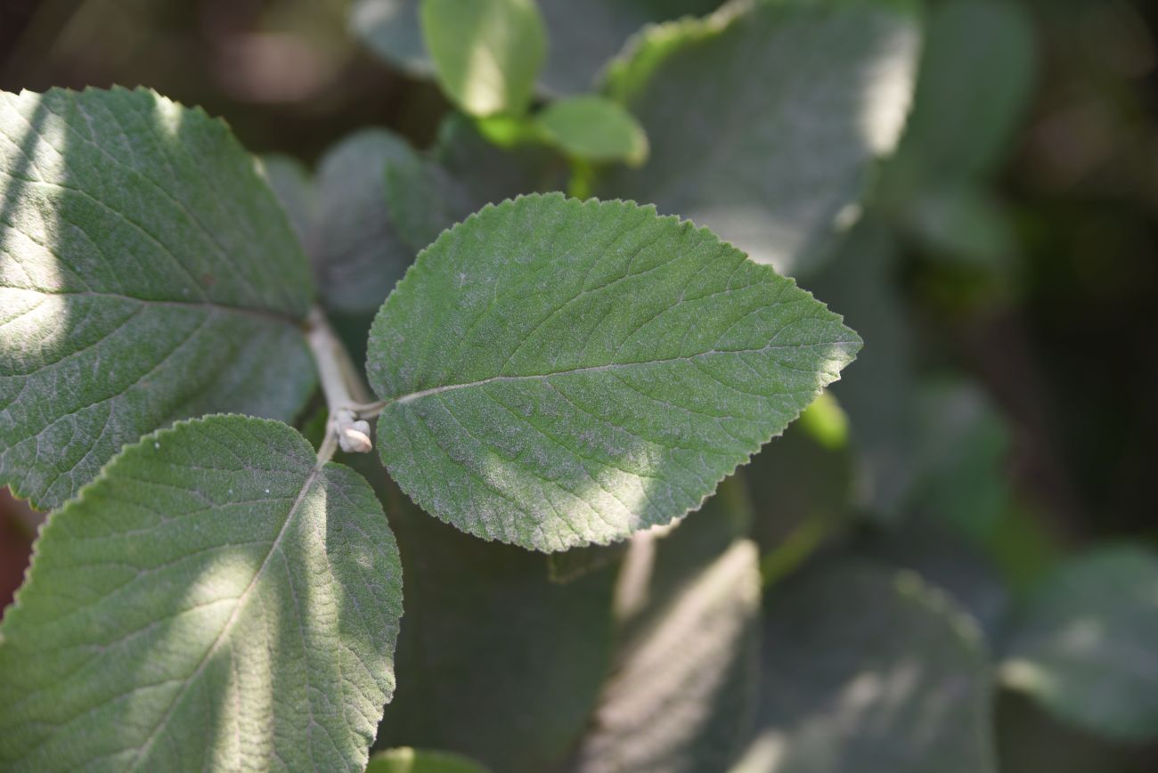 Изображение особи Viburnum lantana.