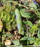 Lathyrus fulvus