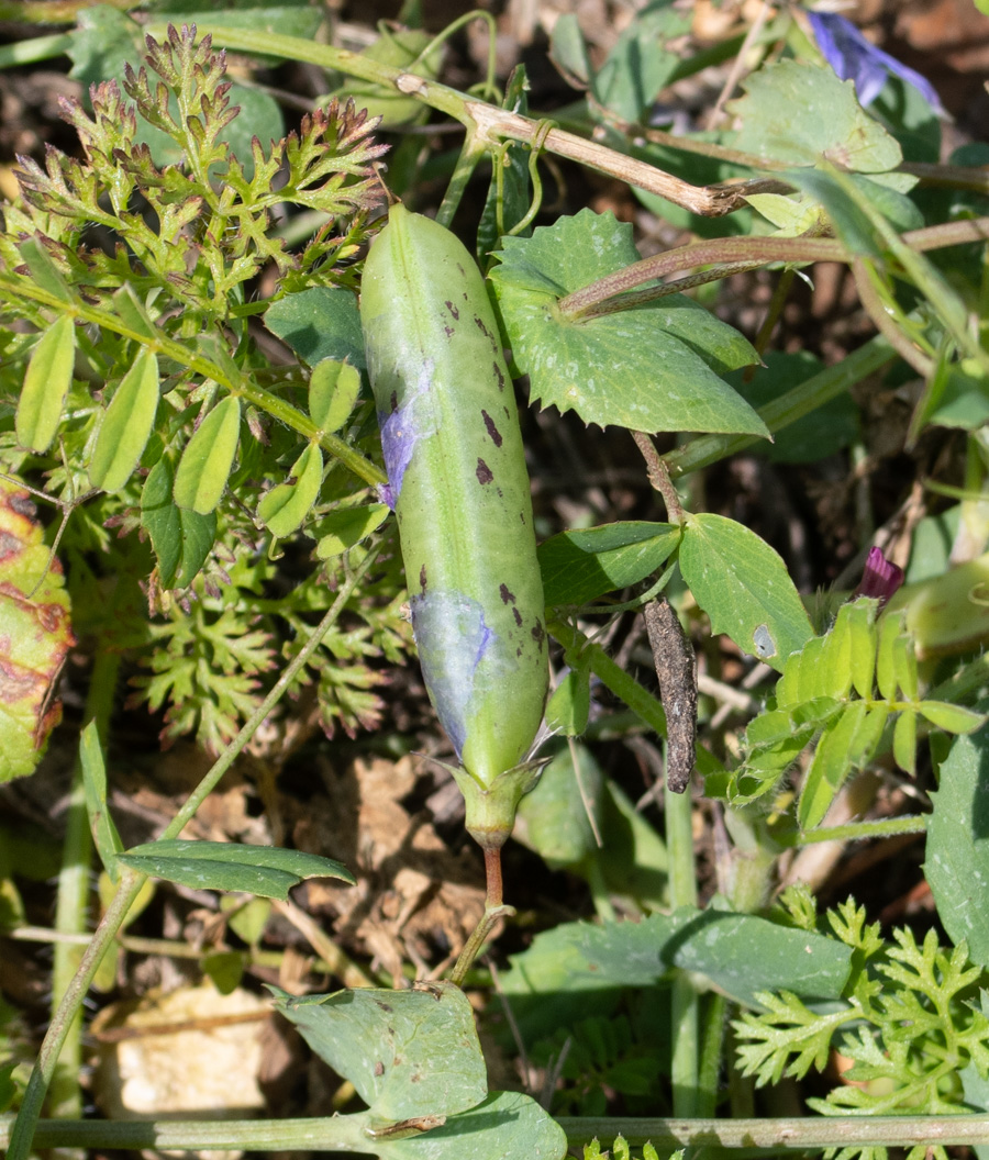 Изображение особи Lathyrus fulvus.