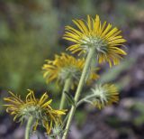 Inula salicina