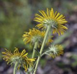 Inula salicina. Верхушка побега с соцветием (вид со стороны обёртки). Ханты-Мансийский автономный округ — Югра, Октябрьский р-н, сельское поселение Курымкары, окр. пос. Горнореченск, правый берег р. Обь, разнотравный сырой луг. 03.09.2022.