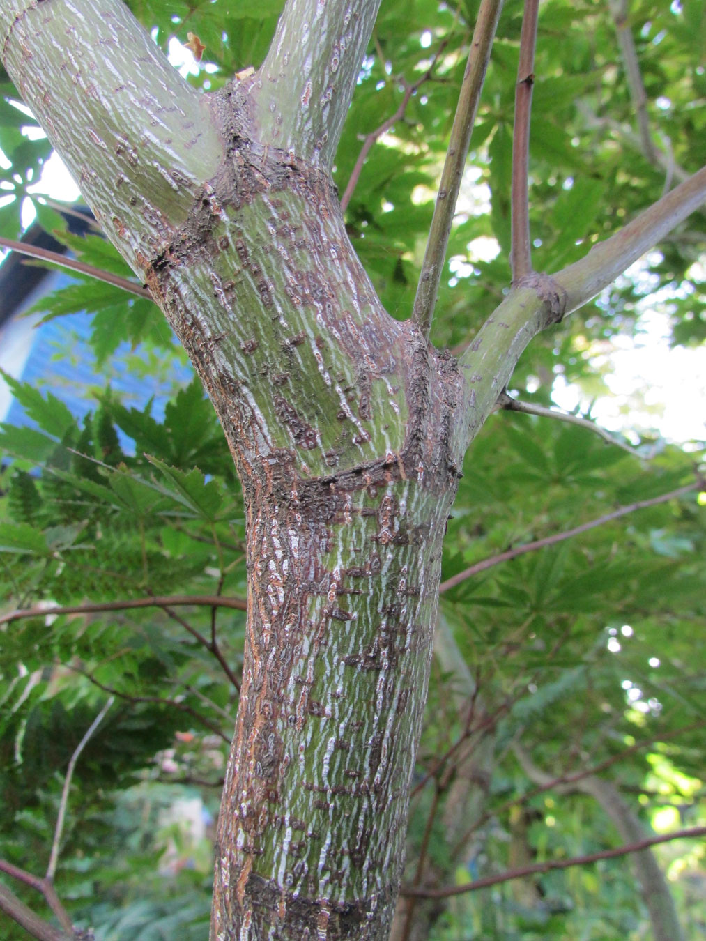 Image of Acer palmatum specimen.