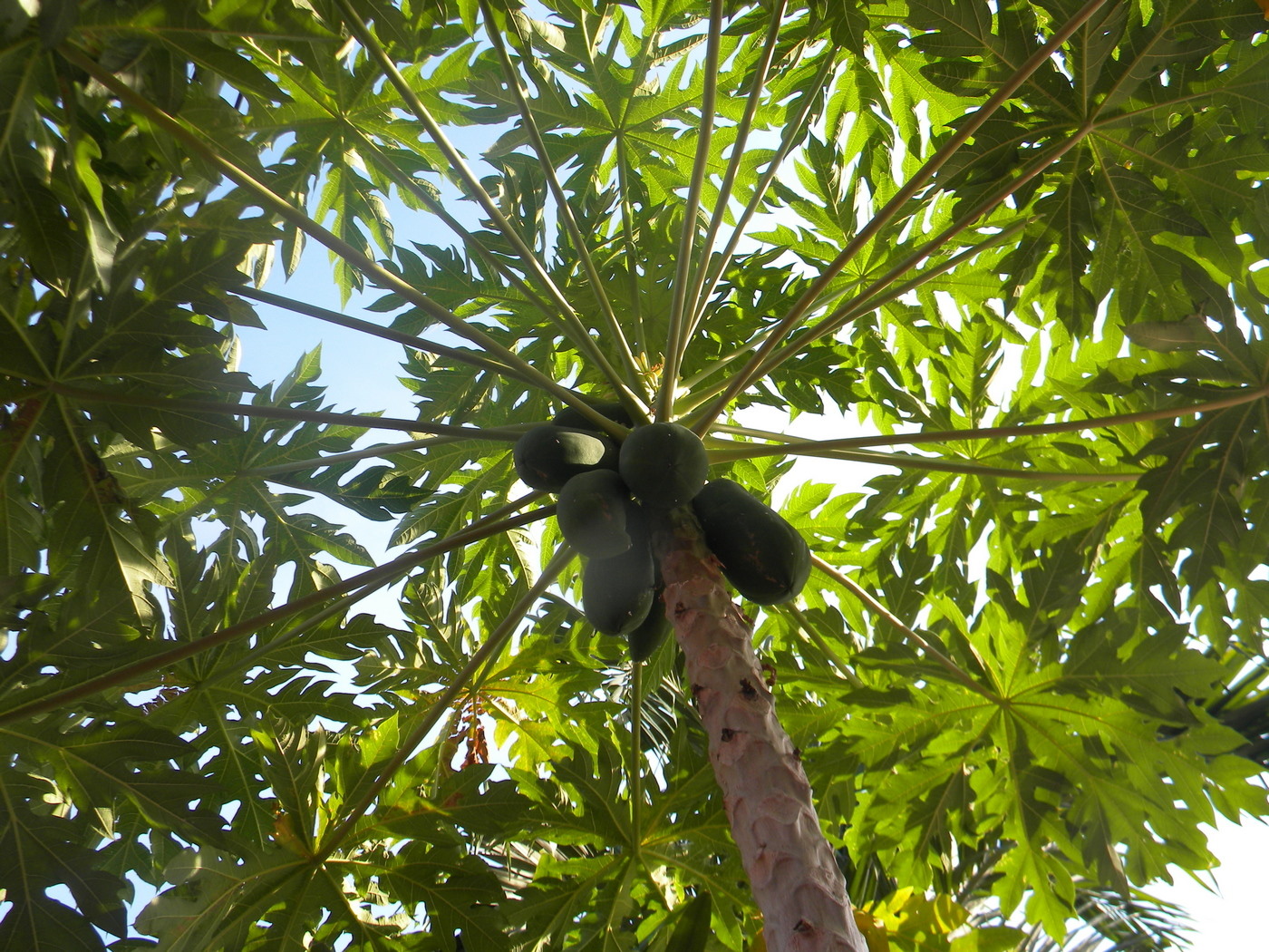 Image of Carica papaya specimen.