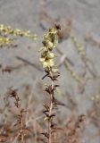 Salsola arbuscula. Верхушка побега с плодами. Узбекистан, Ферганская обл., Язъяванский р-н, Язъяванские пески, частично закреплённые дюны. 15 сентября 2022 г.