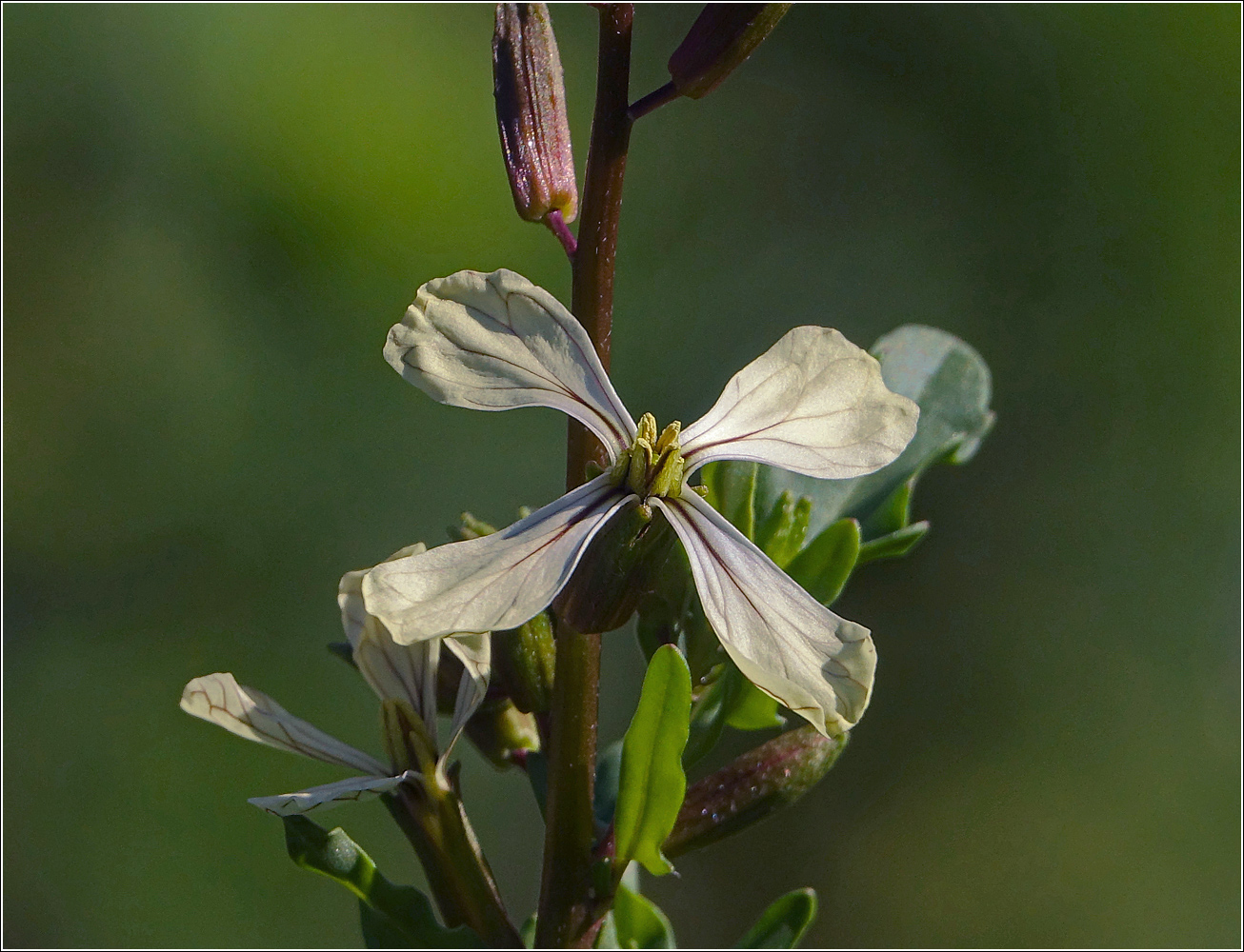 Изображение особи Eruca sativa.