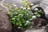 Spiraea beauverdiana