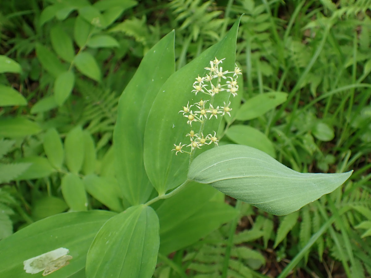 Изображение особи Smilacina dahurica.