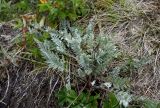 Oxytropis kamtschatica