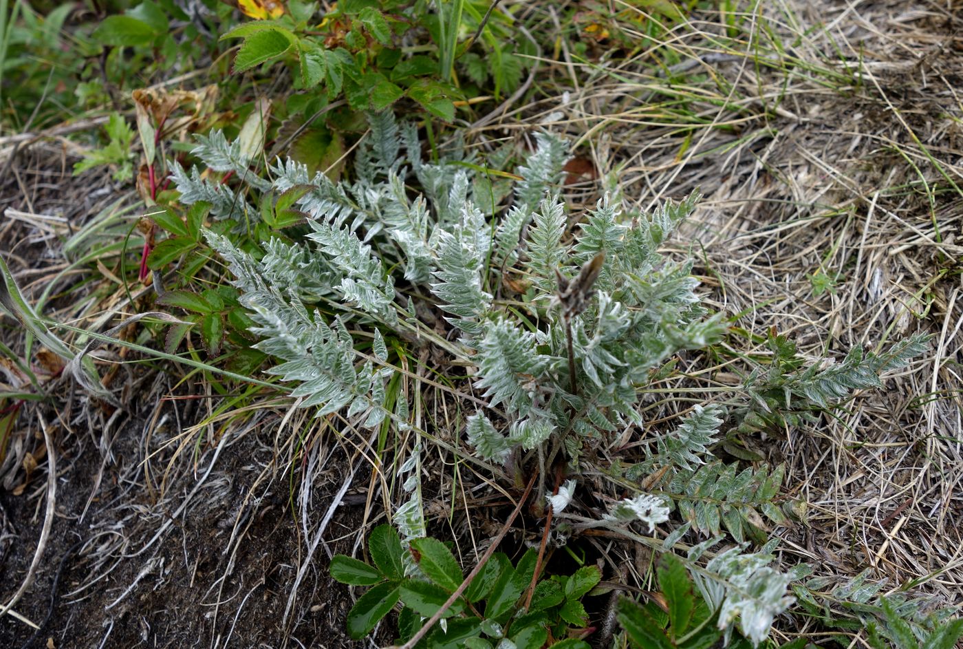 Изображение особи Oxytropis kamtschatica.