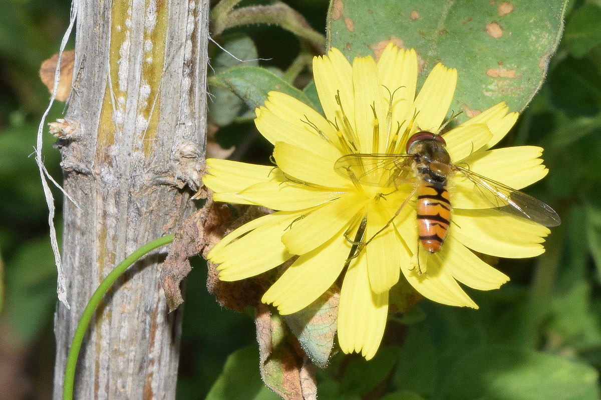 Изображение особи Crepis pulchra ssp. turkestanica.