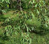 Quercus myrsinaefolia. Нижние ветви. Абхазия, г. Сухум, Сухумский ботанический сад. 25.09.2022.