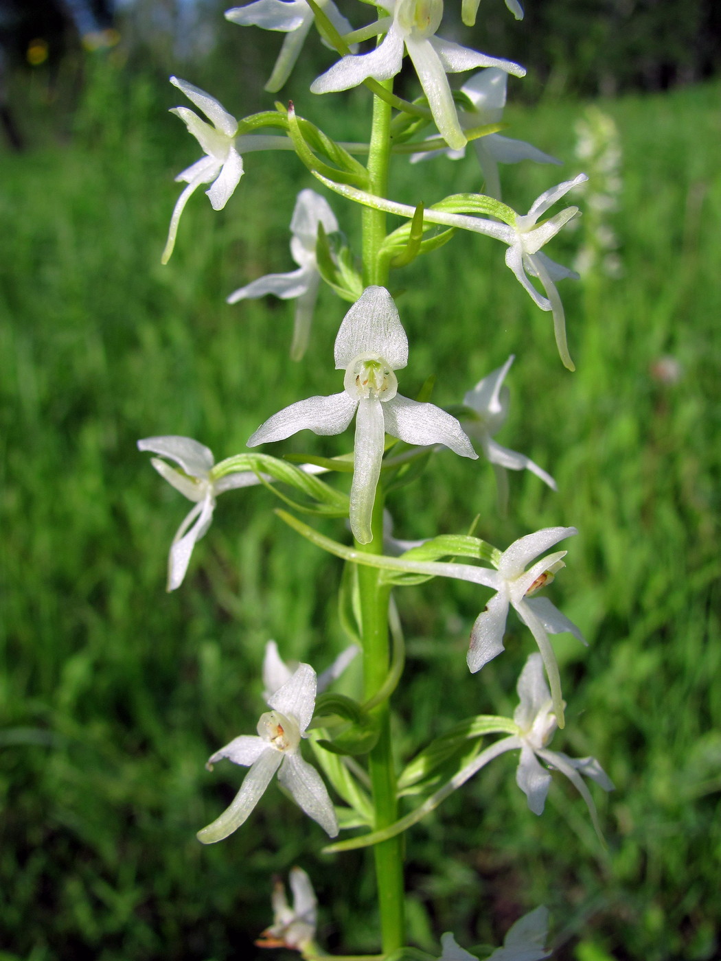 Изображение особи Platanthera bifolia.