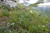 Erigeron uniflorus. Цветущее растение. Карачаево-Черкесия, Урупский р-н, Кавказский биосферный заповедник, Имеретинские озёра, оз. Безмолвия, ≈ 2550 м н.у.м., альпийский луг. 27.07.2022.