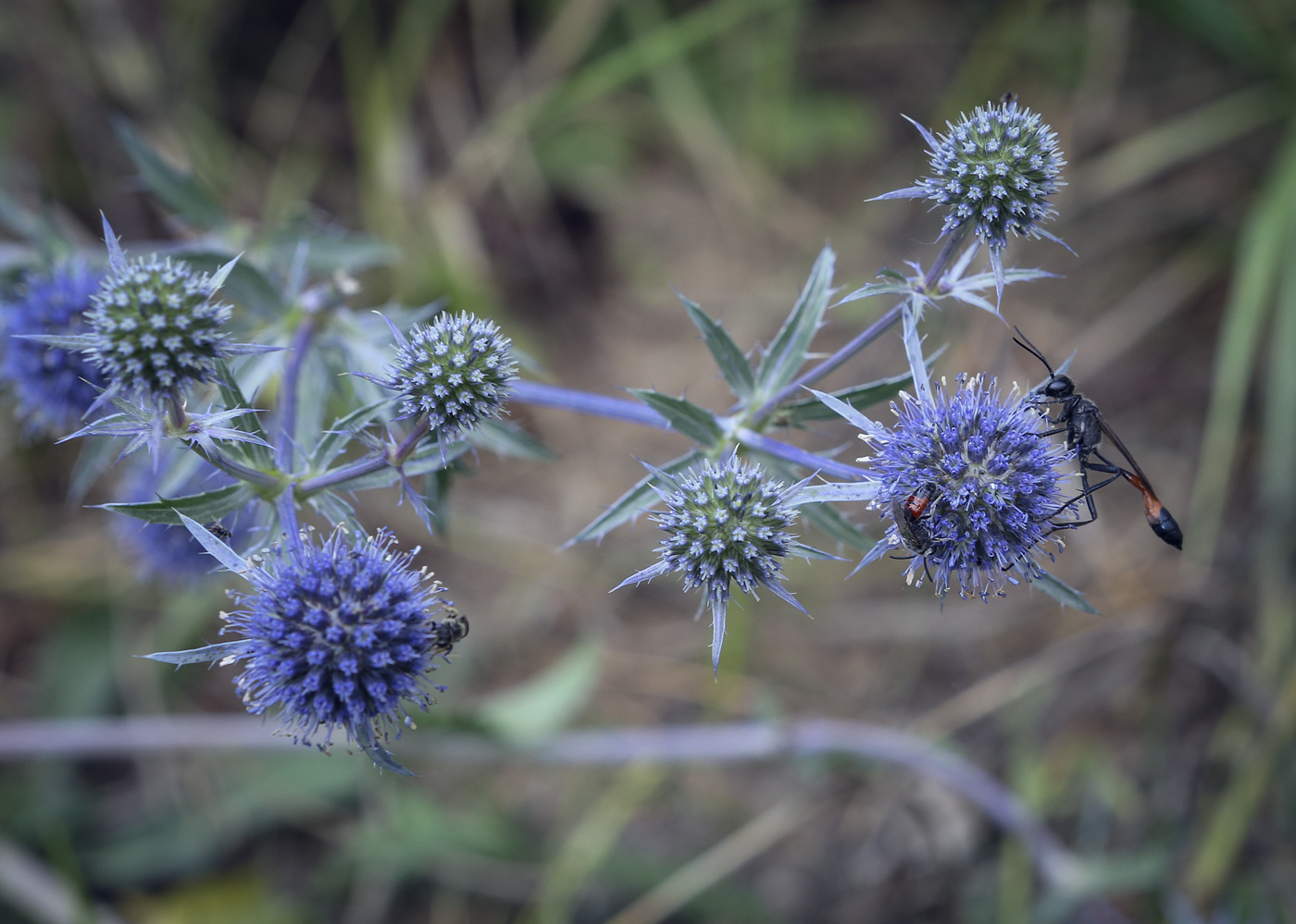 Image of Eryngium planum specimen.