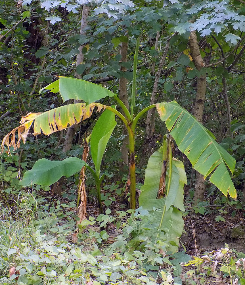 Image of Musa basjoo specimen.