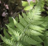 Dryopteris carthusiana. Обратная сторона вайи с сорусами. Владимирская обл., окр. г. Александров, сосновый бор. 10.06.2022.