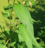 Persicaria lapathifolia