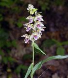 Epipactis helleborine