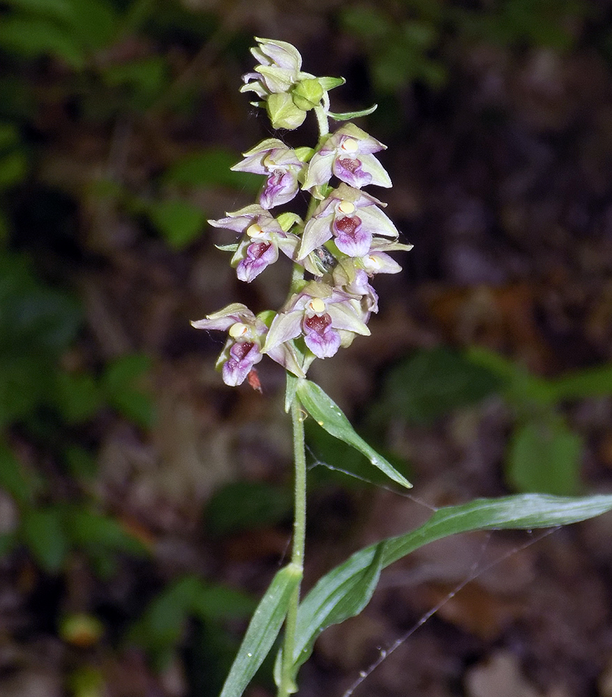 Изображение особи Epipactis helleborine.