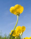 Ranunculus aleae