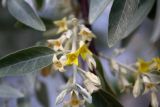 Elaeagnus angustifolia