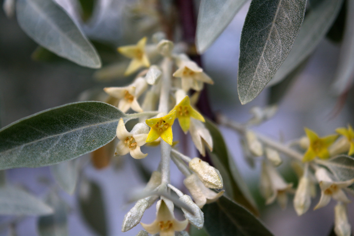 Image of Elaeagnus angustifolia specimen.