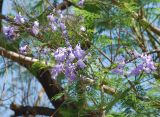 Jacaranda mimosifolia. Ветвь с соцветием. Греция, Афины. 11.06.2009.