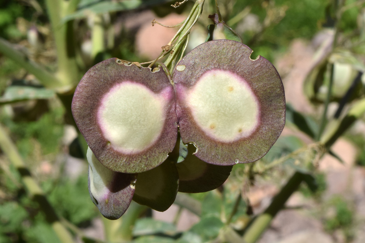 Изображение особи Megacarpaea orbiculata.