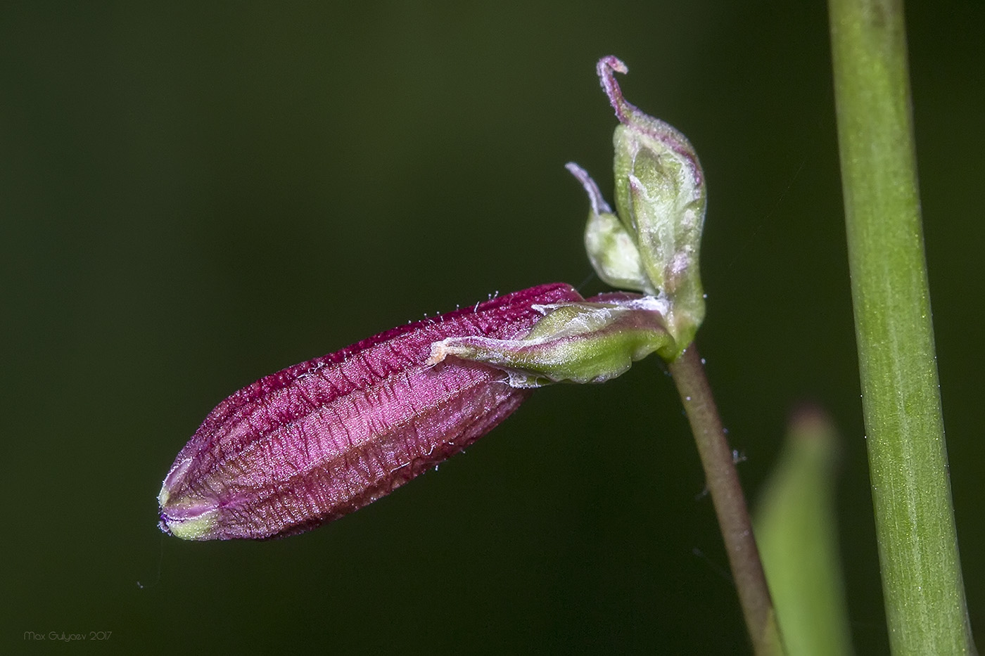 Изображение особи Viscaria vulgaris.