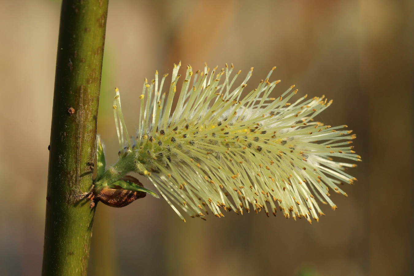 Изображение особи Salix phylicifolia.