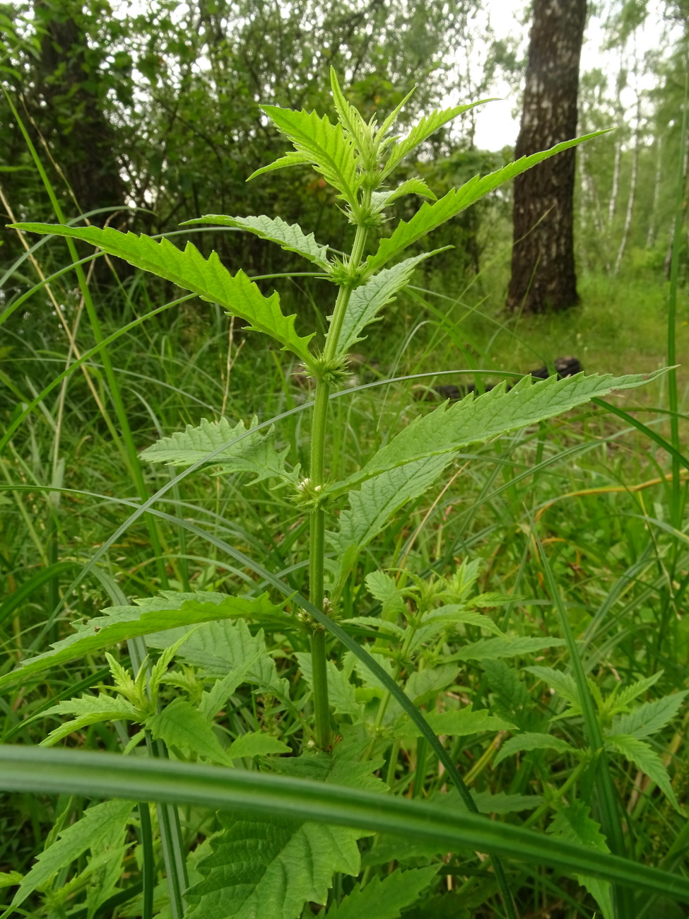 Изображение особи Lycopus europaeus.