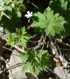 род Geranium