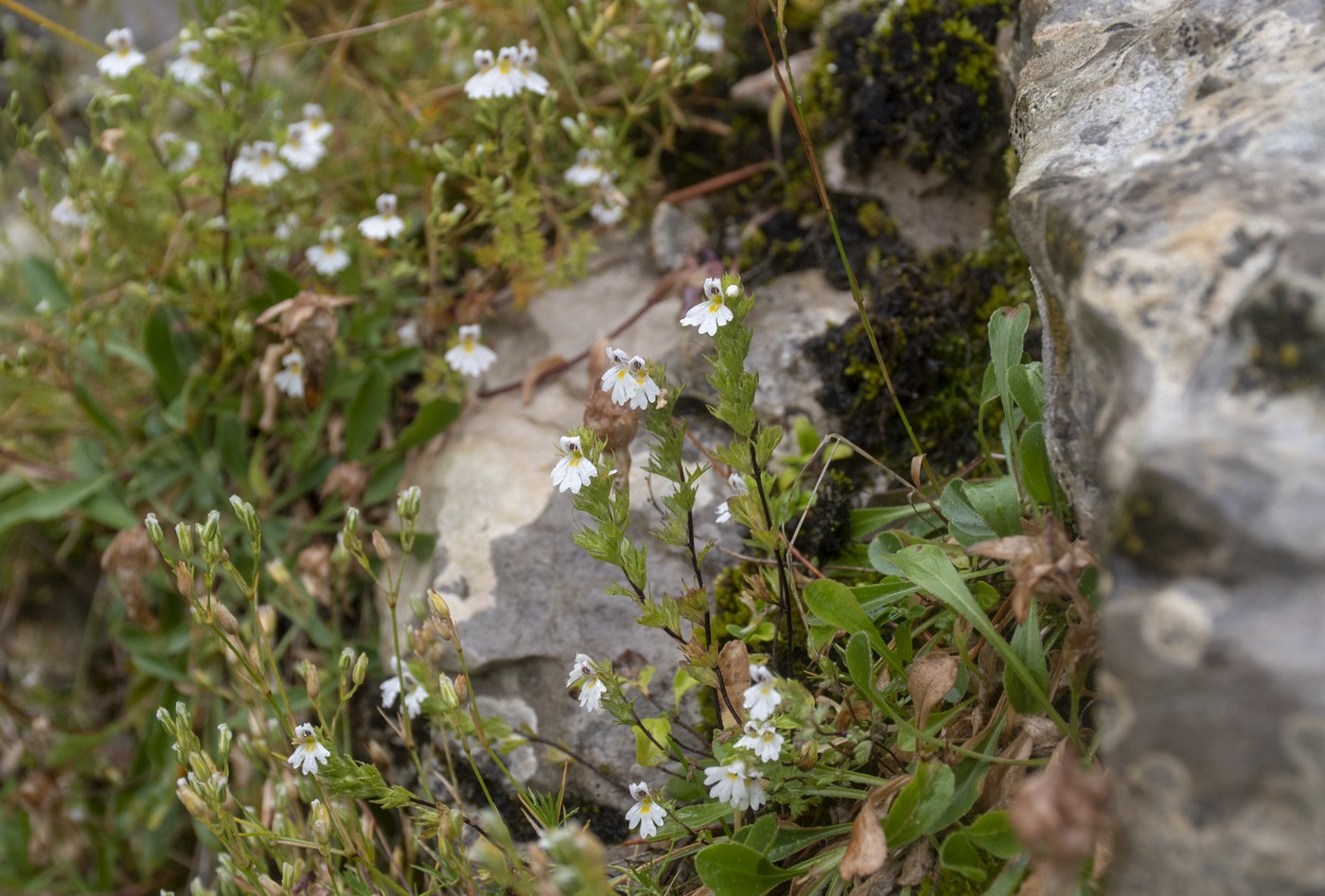 Image of Euphrasia petiolaris specimen.