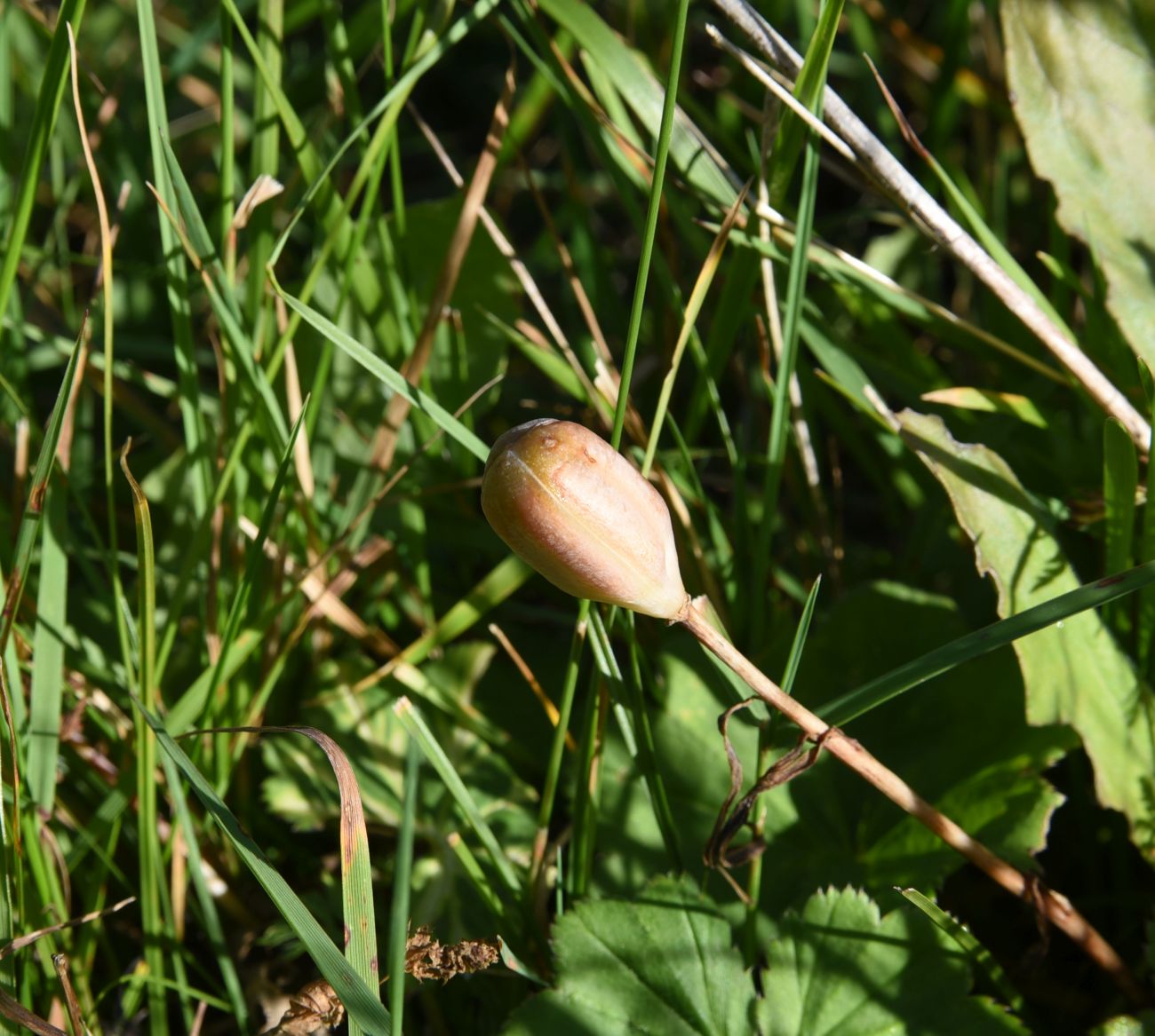 Image of genus Fritillaria specimen.