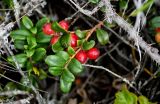 Vaccinium vitis-idaea