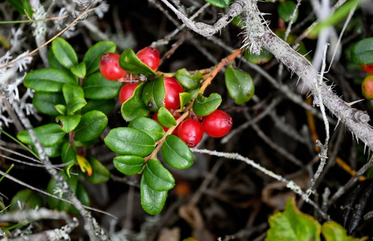 Image of Vaccinium vitis-idaea specimen.
