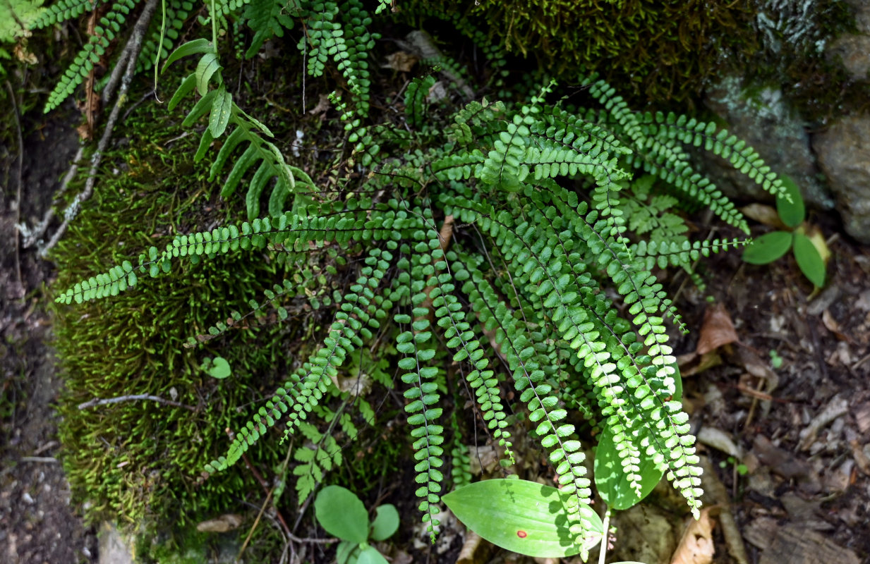 Изображение особи Asplenium trichomanes.